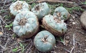 peyote