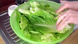 lechuga
