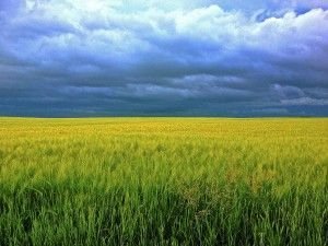 alimentos verdes