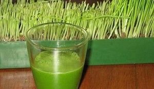 pasto-de-trigo