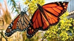 Monarch_Butterfly