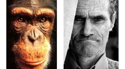 Autosemejanza: la mirada de los simios guarde similitudes con la mirada de los humanos, sus parientes biológicos más cercanos. 